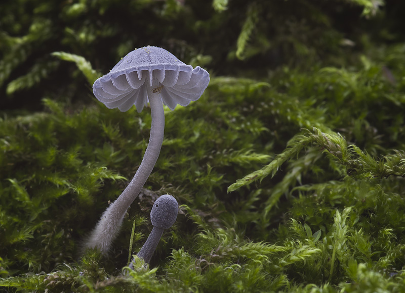 Mycena pseudocorticola